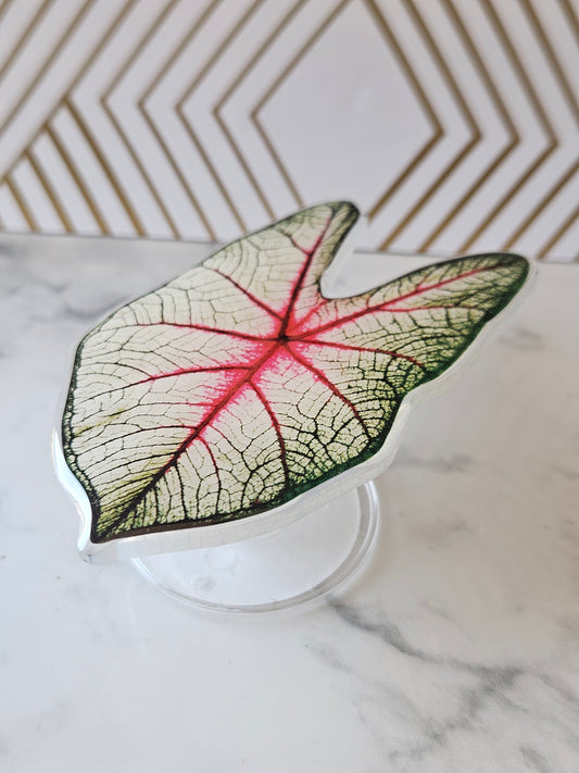 Caladium plant phone holder